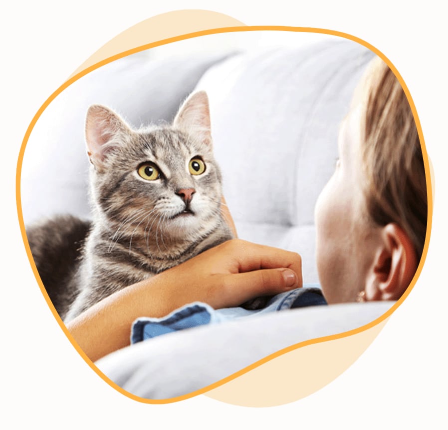 Cat Sitting in Pflugerville, TX